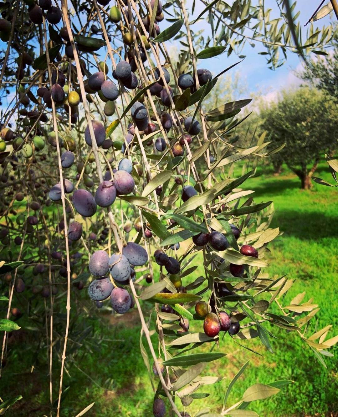 La Volpaia 1521 Βίλα Barberino di Val dʼElsa Εξωτερικό φωτογραφία